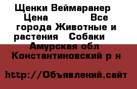 Щенки Веймаранер › Цена ­ 40 000 - Все города Животные и растения » Собаки   . Амурская обл.,Константиновский р-н